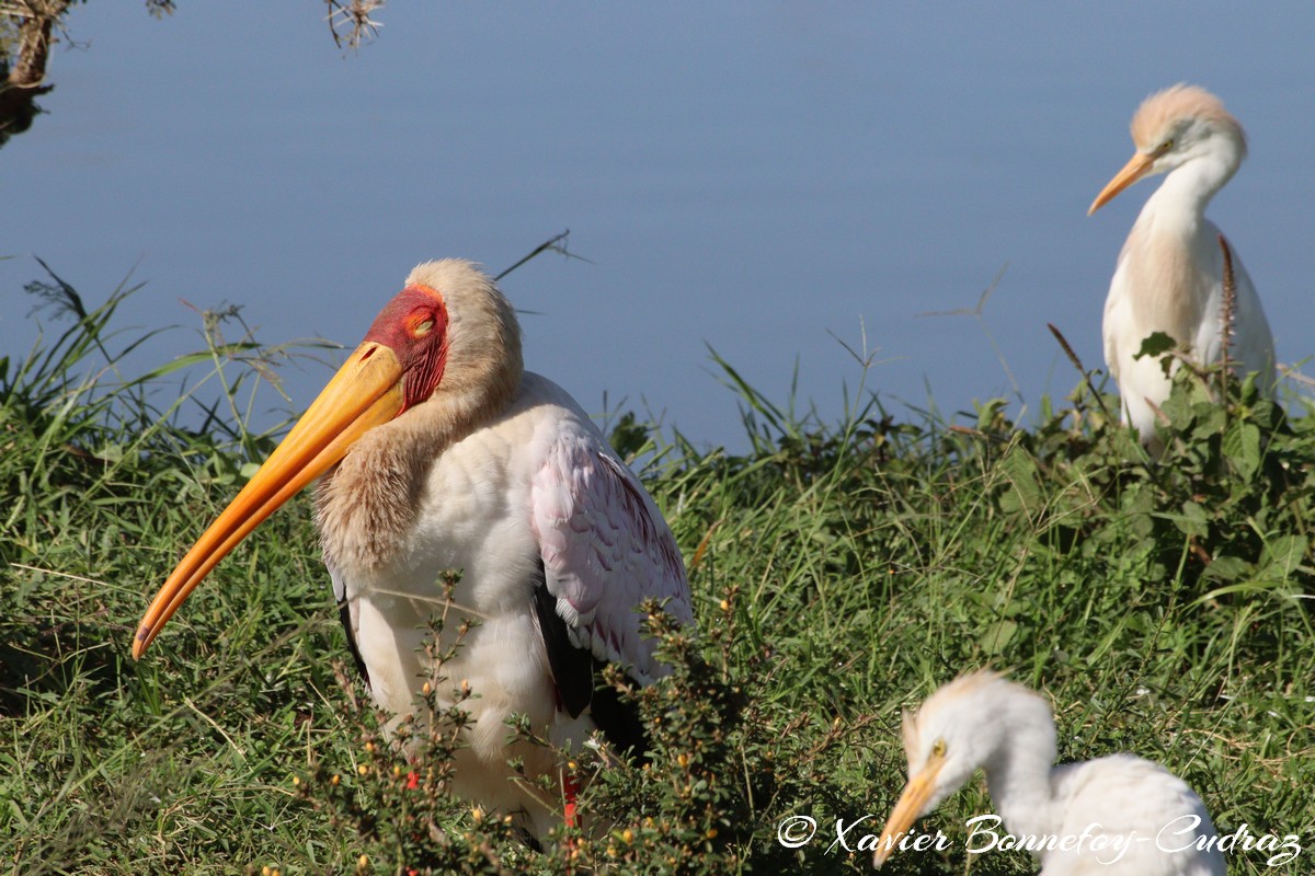 Nairobi National Park - Yellow-billed Stork and Cattle egret
Mots-clés: geo:lat=-1.33839184 geo:lon=36.81064596 geotagged KEN Kenya Nairobi Area Nairobi National Park animals Yellow-billed Stork Ibis oiseau Cattle egret