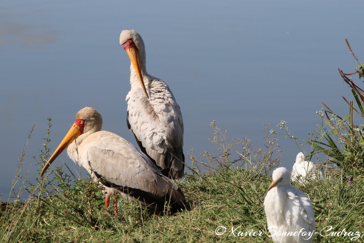 Nairobi National Park - Yellow-billed Stork and Cattle egret
Mots-clés: geo:lat=-1.33839184 geo:lon=36.81064596 geotagged KEN Kenya Nairobi Area Nairobi National Park animals Yellow-billed Stork Ibis oiseau