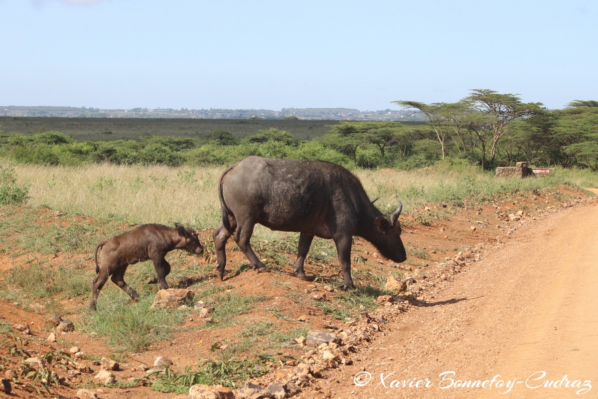 Nairobi National Park - Buffalo
Mots-clés: geo:lat=-1.34188848 geo:lon=36.81451907 geotagged Nairobi National Park Kenya animals Buffle Buffalo