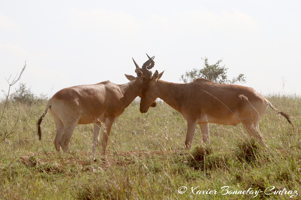 Nairobi National Park - Coke’s hartebeest
Mots-clés: geo:lat=-1.35304199 geo:lon=36.82706349 geotagged KEN Kenya Midland Court Nairobi Area Nairobi National Park animals Coke’s hartebeest