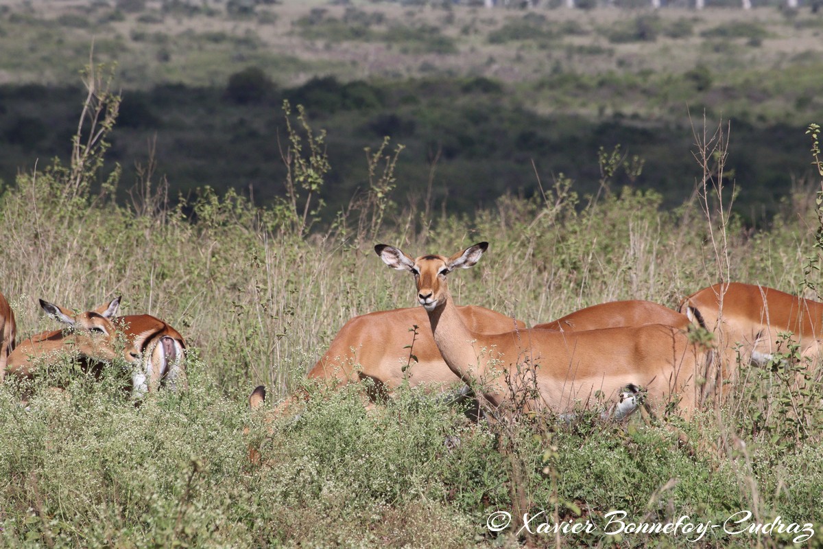 Nairobi National Park - Impala
Mots-clés: geo:lat=-1.35915534 geo:lon=36.84005306 geotagged Highway KEN Kenya Nairobi Area Nairobi National Park animals Impala