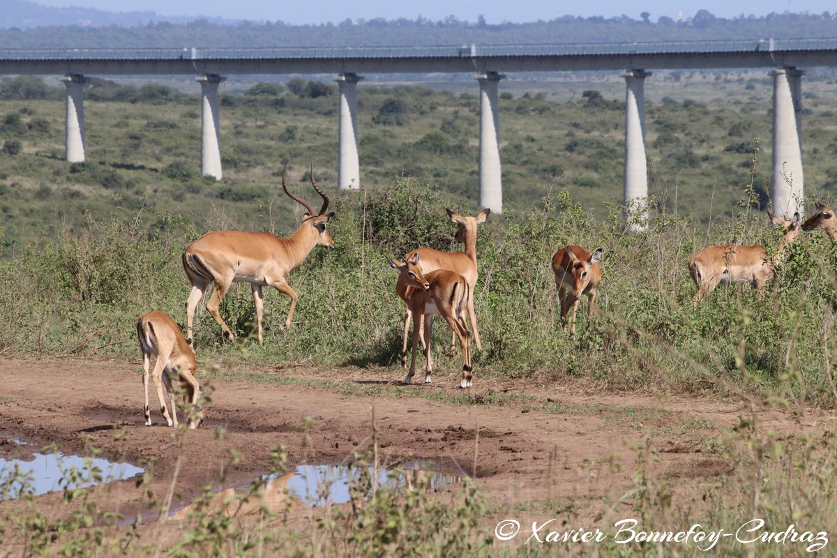 Nairobi National Park - Impala
Mots-clés: geo:lat=-1.35915534 geo:lon=36.84005306 geotagged Highway KEN Kenya Nairobi Area Nairobi National Park animals Impala