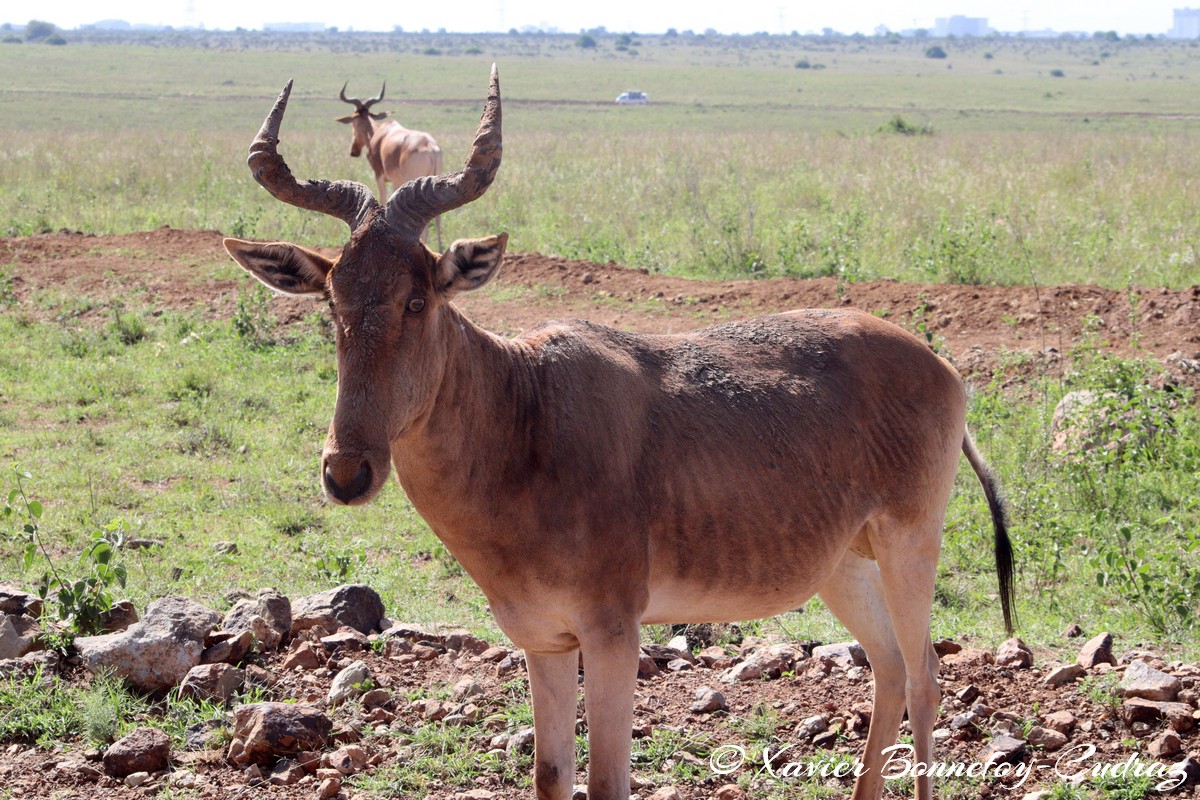 Nairobi National Park - Coke’s hartebeest
Mots-clés: geo:lat=-1.35915534 geo:lon=36.84005306 geotagged Highway KEN Kenya Nairobi Area Nairobi National Park animals Coke’s hartebeest