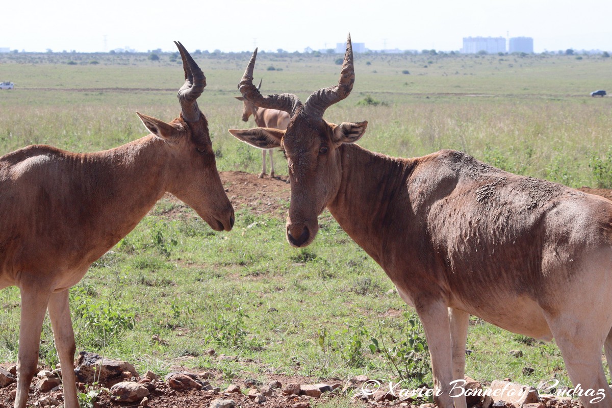 Nairobi National Park - Coke’s hartebeest
Mots-clés: geo:lat=-1.35915534 geo:lon=36.84005306 geotagged Highway KEN Kenya Nairobi Area Nairobi National Park animals Coke’s hartebeest