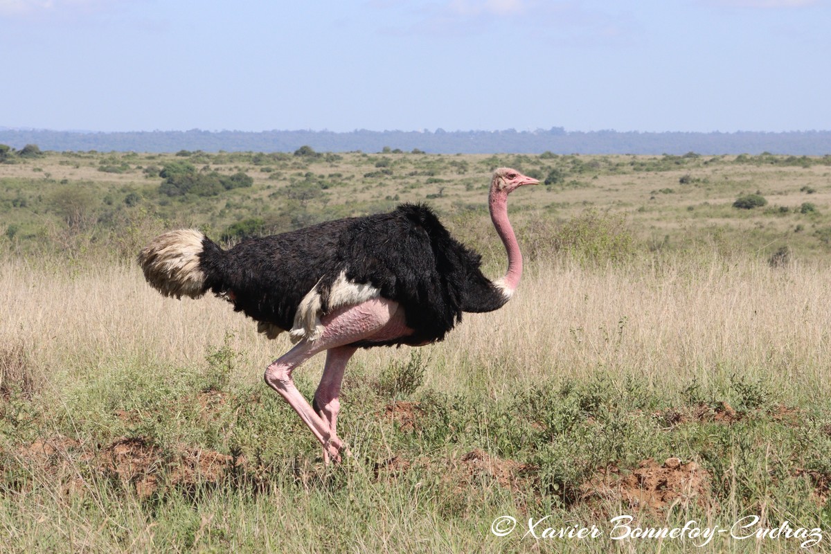 Nairobi National Park - Ostrich
Mots-clés: geo:lat=-1.36102498 geo:lon=36.85538214 geotagged KEN Kenya Nairobi Area Real Nairobi National Park animals Autruche Ostrich oiseau