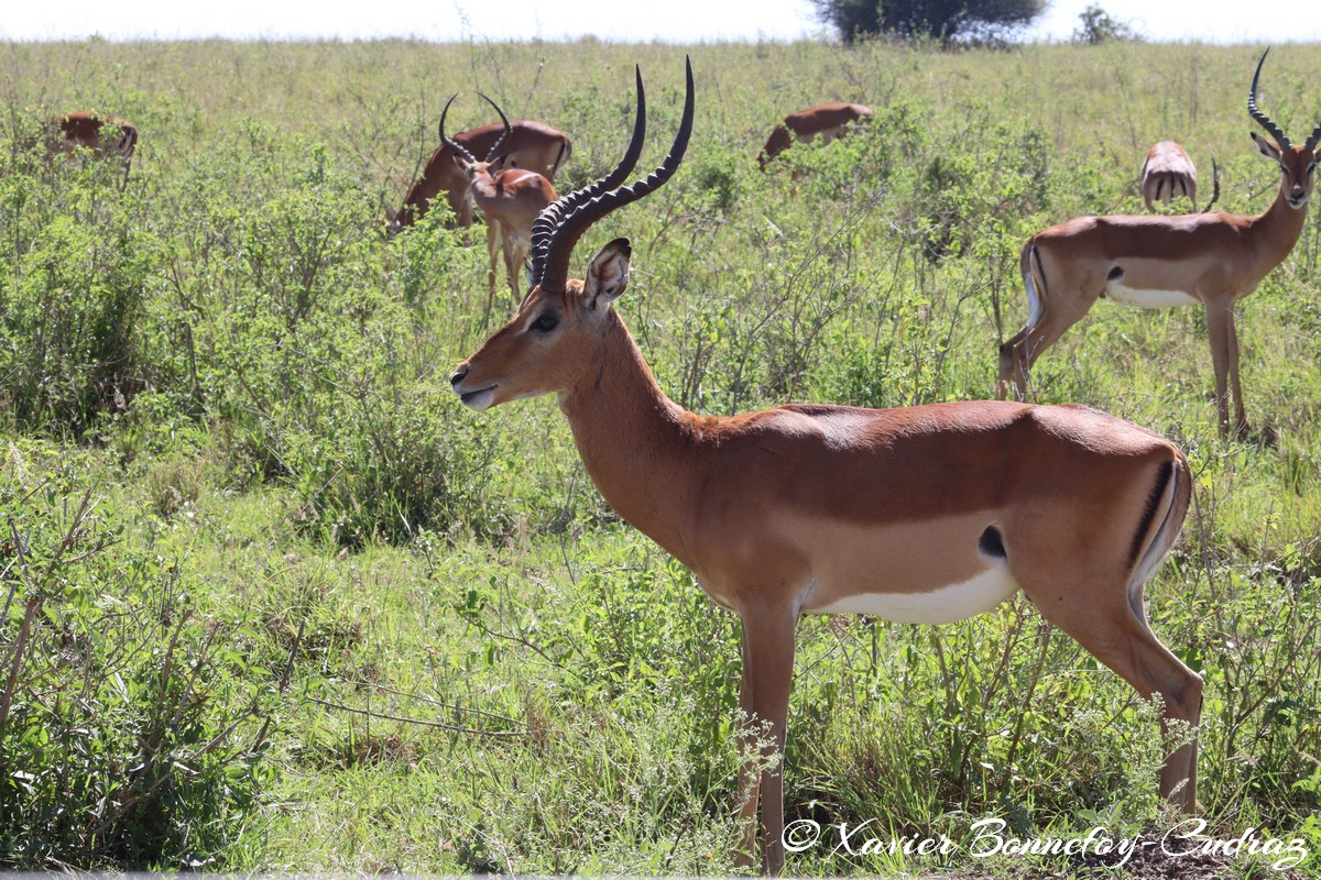 Nairobi National Park - Impala
Mots-clés: geo:lat=-1.36263385 geo:lon=36.85774249 geotagged KEN Kenya Nairobi Area Real Nairobi National Park animals Impala