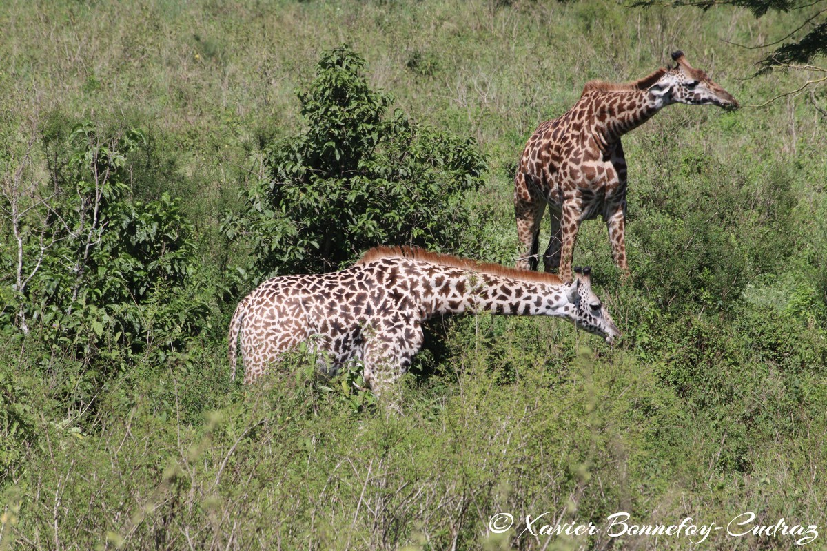 Nairobi National Park - Masai giraffe
Mots-clés: geo:lat=-1.36286982 geo:lon=36.85911578 geotagged KEN Kenya Nairobi Area Real Nairobi National Park animals Giraffe Masai Giraffe