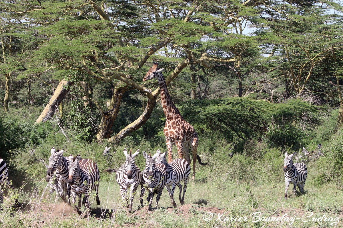 Nairobi National Park - Masai giraffe and Grant’s zebra
Mots-clés: geo:lat=-1.36286982 geo:lon=36.85911578 geotagged KEN Kenya Nairobi Area Real Nairobi National Park animals Giraffe Grant’s zebra zebre Masai Giraffe