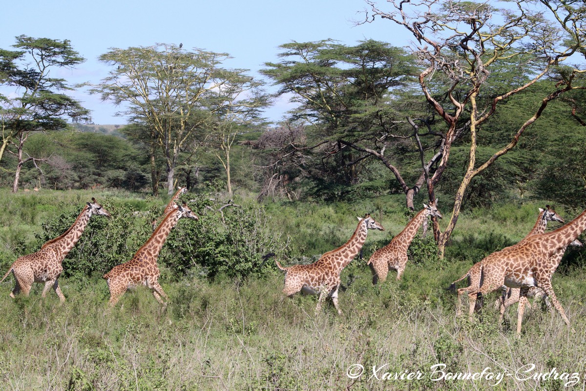 Nairobi National Park - Masai giraffe
Mots-clés: geo:lat=-1.36286982 geo:lon=36.85911578 geotagged KEN Kenya Nairobi Area Real Nairobi National Park animals Giraffe Masai Giraffe