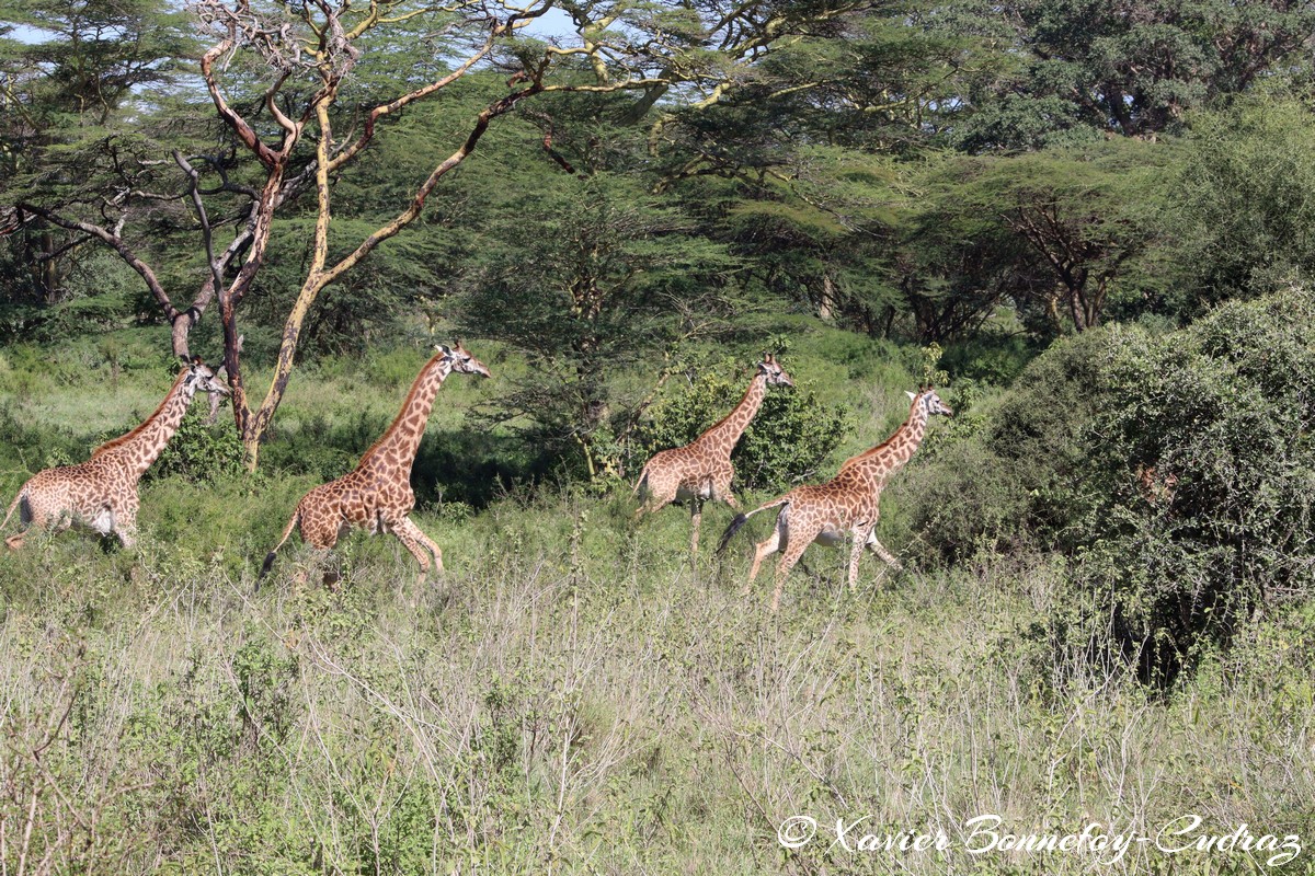 Nairobi National Park - Masai giraffe
Mots-clés: geo:lat=-1.36286982 geo:lon=36.85911578 geotagged KEN Kenya Nairobi Area Real Nairobi National Park animals Giraffe Masai Giraffe