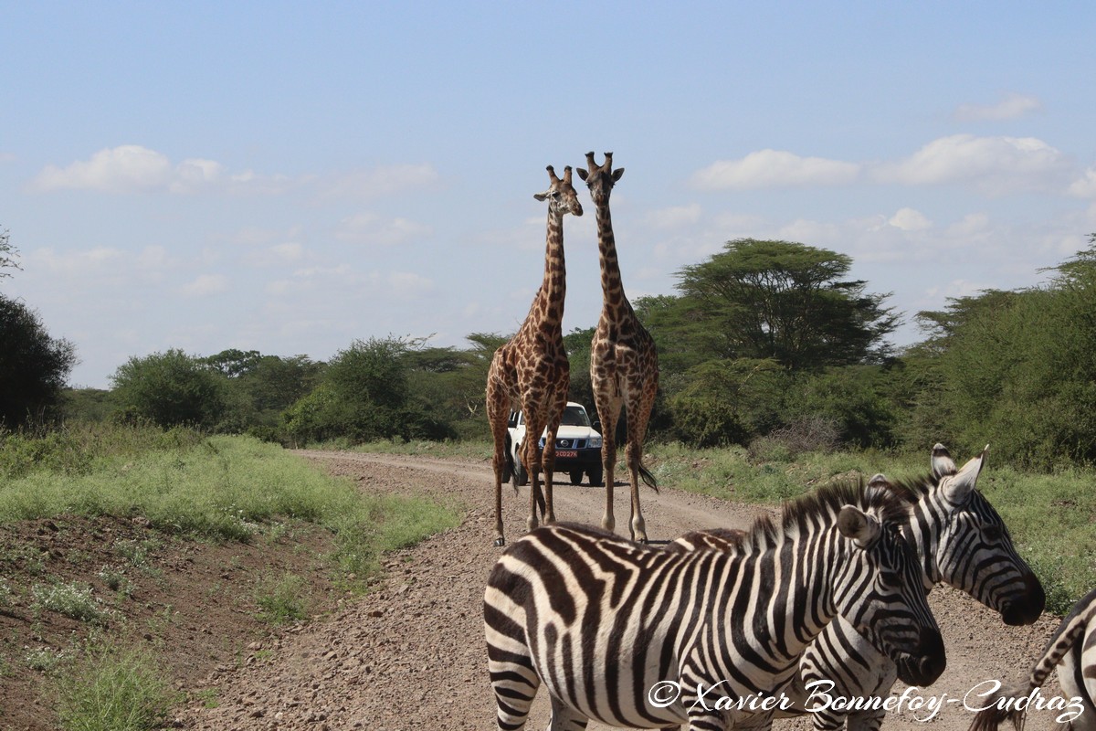 Nairobi National Park - Masai giraffe and Grant’s zebra
Mots-clés: geo:lat=-1.36286982 geo:lon=36.85911578 geotagged KEN Kenya Nairobi Area Real Nairobi National Park animals Giraffe Grant’s zebra zebre Masai Giraffe