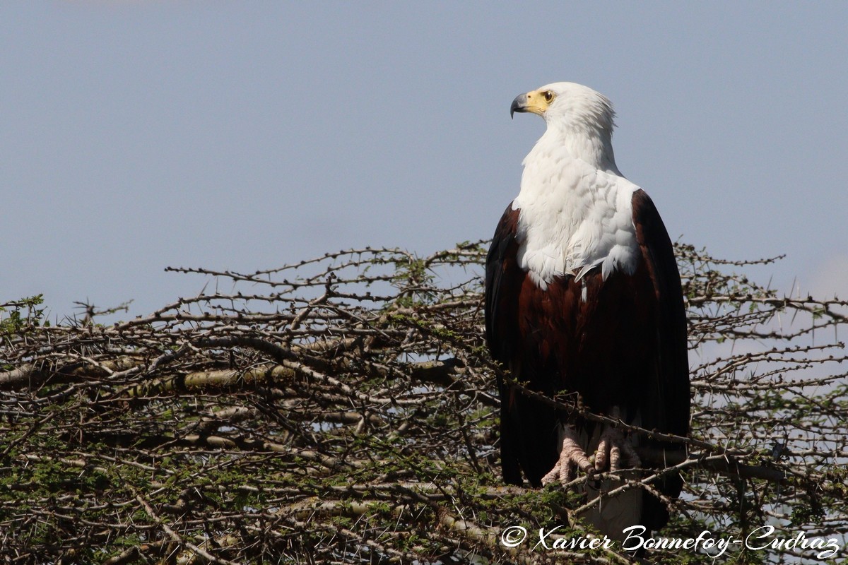 Nairobi National Park - African Fish Eagle
Mots-clés: geo:lat=-1.38040077 geo:lon=36.86646502 geotagged KEN Kenya Kenya Re Nairobi Area Nairobi National Park animals African Fish Eagle Aigle oiseau