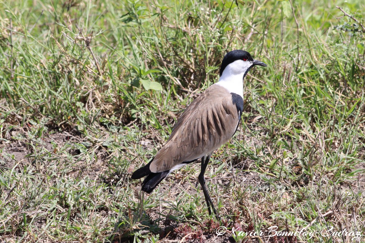 Nairobi National Park - Spur-winged Lapwing
Mots-clés: geo:lat=-1.41335193 geo:lon=36.93109999 geotagged KEN Kenya Machakos Mlolongo Nairobi National Park animals Spur-winged Lapwing oiseau