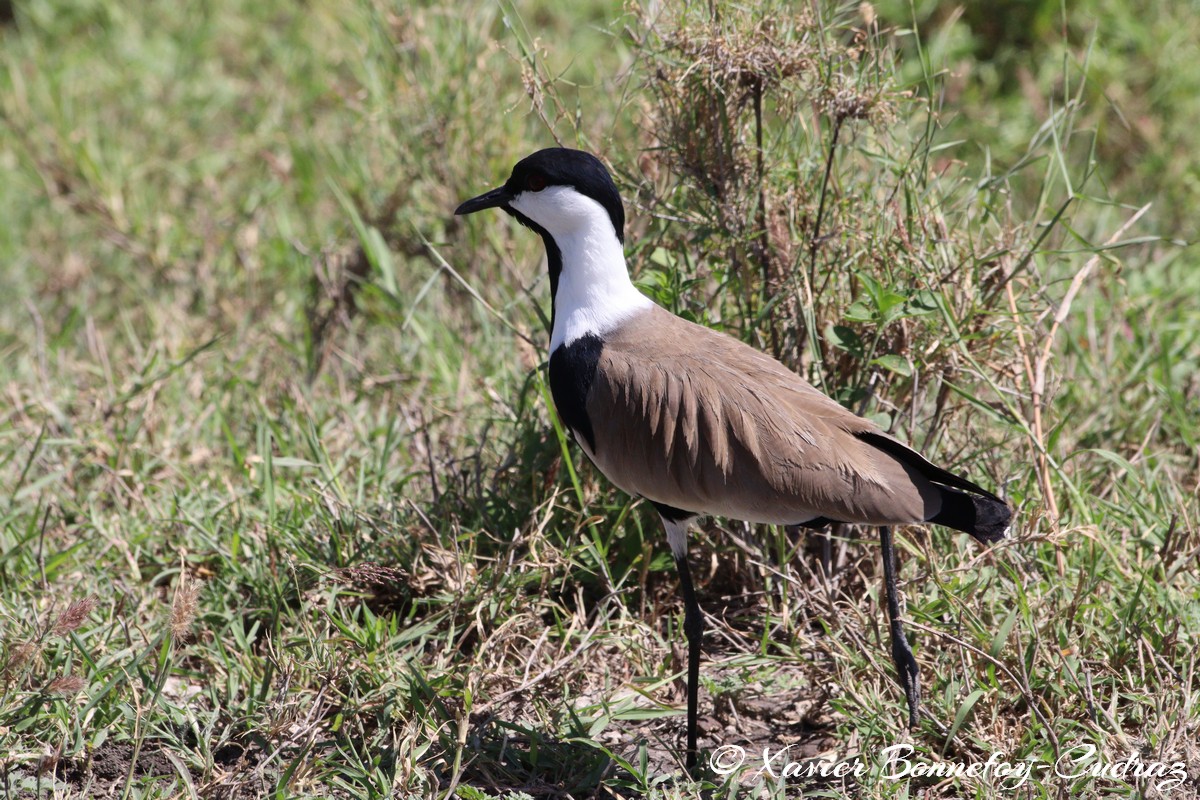 Nairobi National Park - Spur-winged Lapwing
Mots-clés: geo:lat=-1.41335193 geo:lon=36.93109999 geotagged KEN Kenya Machakos Mlolongo Nairobi National Park animals Spur-winged Lapwing oiseau