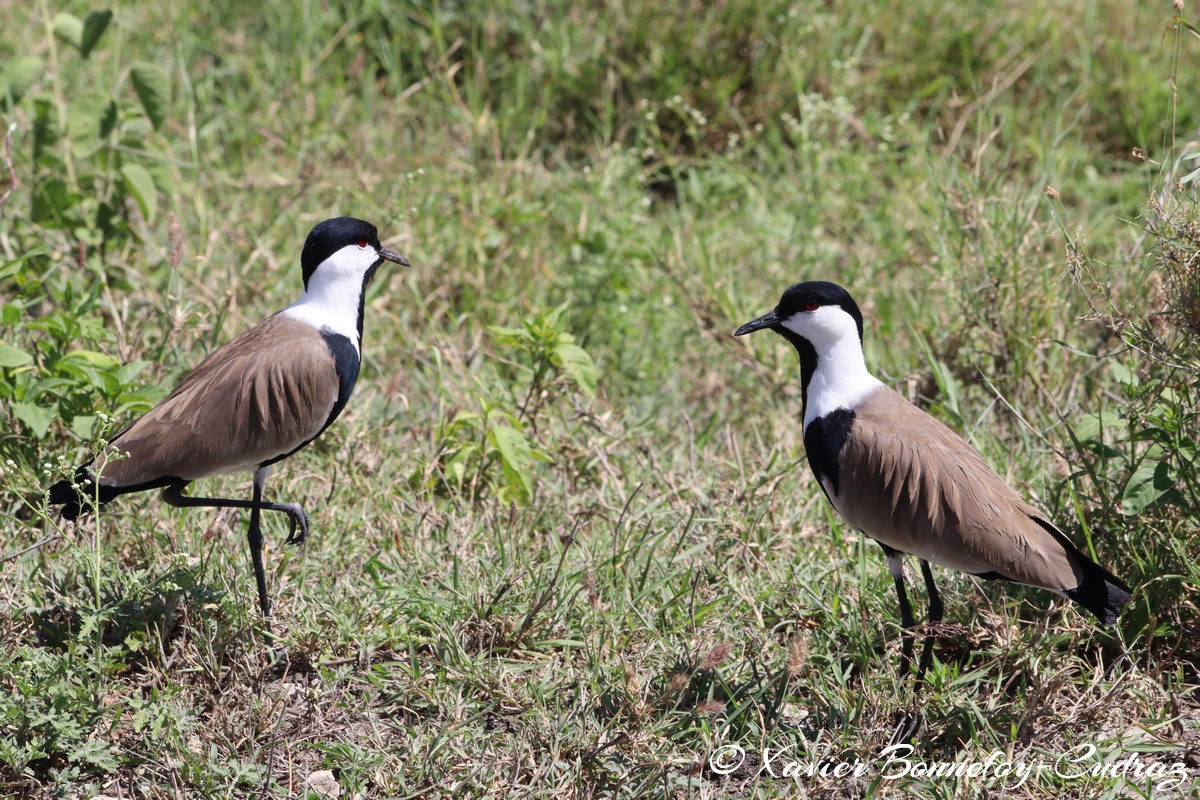 Nairobi National Park - Spur-winged Lapwing
Mots-clés: geo:lat=-1.41335193 geo:lon=36.93109999 geotagged KEN Kenya Machakos Mlolongo Nairobi National Park animals Spur-winged Lapwing oiseau