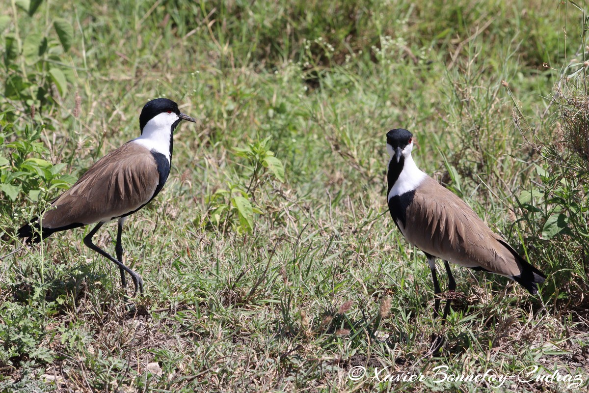 Nairobi National Park - Spur-winged Lapwing
Mots-clés: geo:lat=-1.41335193 geo:lon=36.93109999 geotagged KEN Kenya Machakos Mlolongo Nairobi National Park animals Spur-winged Lapwing oiseau