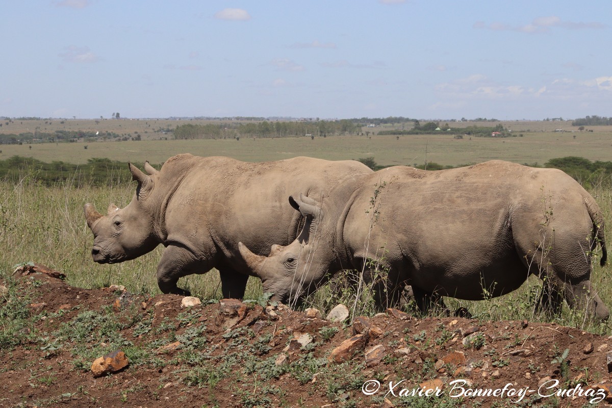 Nairobi National Park - Eastern black rhinoceros
Mots-clés: geo:lat=-1.39021372 geo:lon=36.90167686 geotagged KEN Kenya Machakos Mlolongo Nairobi National Park animals Eastern black rhinoceros Rhinoceros