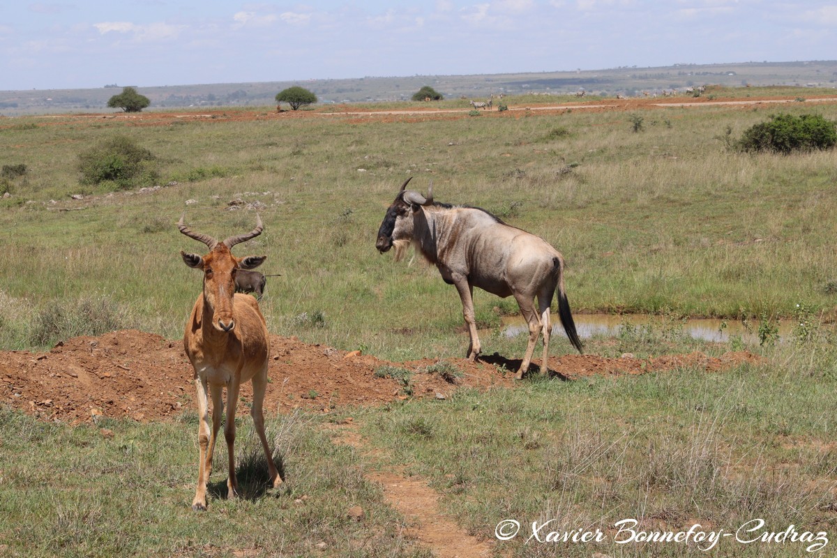 Nairobi National Park - Coke’s hartebeest and Wildebeest
Mots-clés: geo:lat=-1.37227372 geo:lon=36.88065073 geotagged KEN Kenya Kenya Re Nairobi Area Nairobi National Park animals Coke’s hartebeest Wildebeest