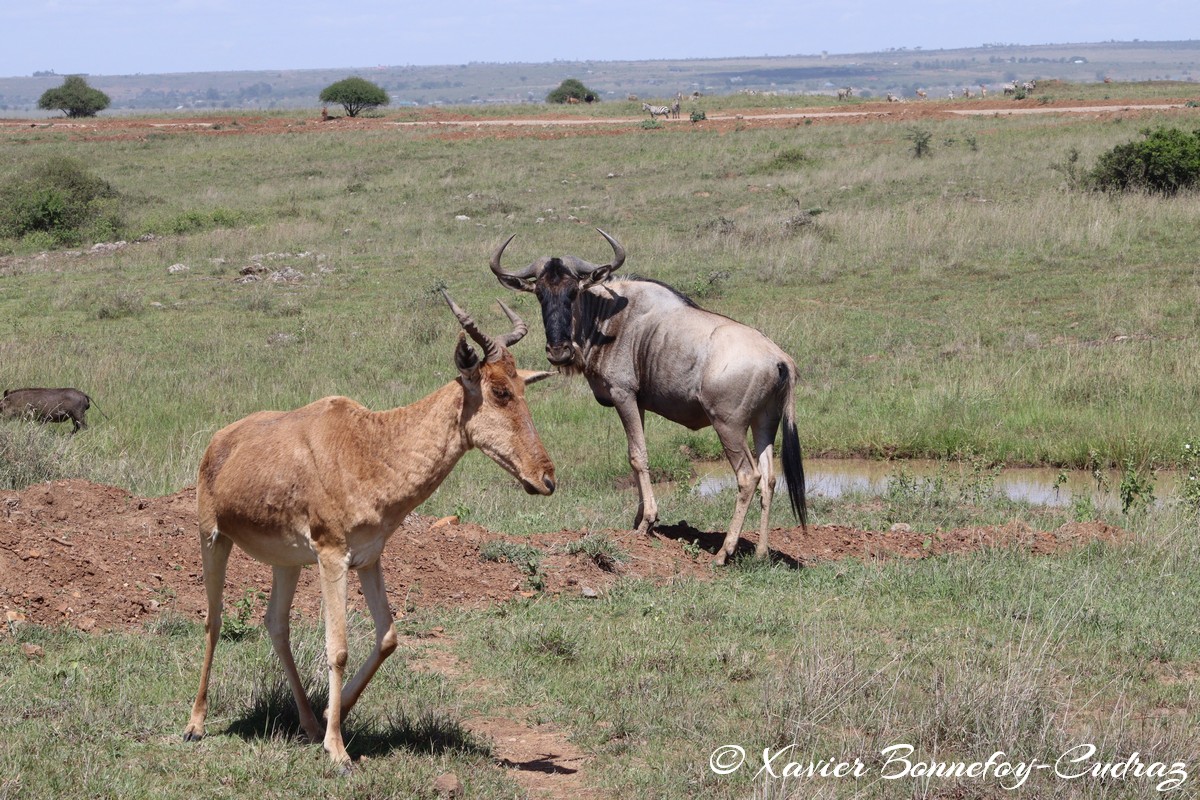 Nairobi National Park - Coke’s hartebeest and Wildebeest
Mots-clés: geo:lat=-1.37227372 geo:lon=36.88065073 geotagged KEN Kenya Kenya Re Nairobi Area Nairobi National Park animals Coke’s hartebeest Wildebeest