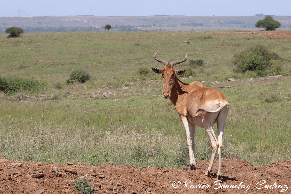 Nairobi National Park - Coke’s hartebeest
Mots-clés: geo:lat=-1.37227372 geo:lon=36.88065073 geotagged KEN Kenya Kenya Re Nairobi Area Nairobi National Park animals Coke’s hartebeest