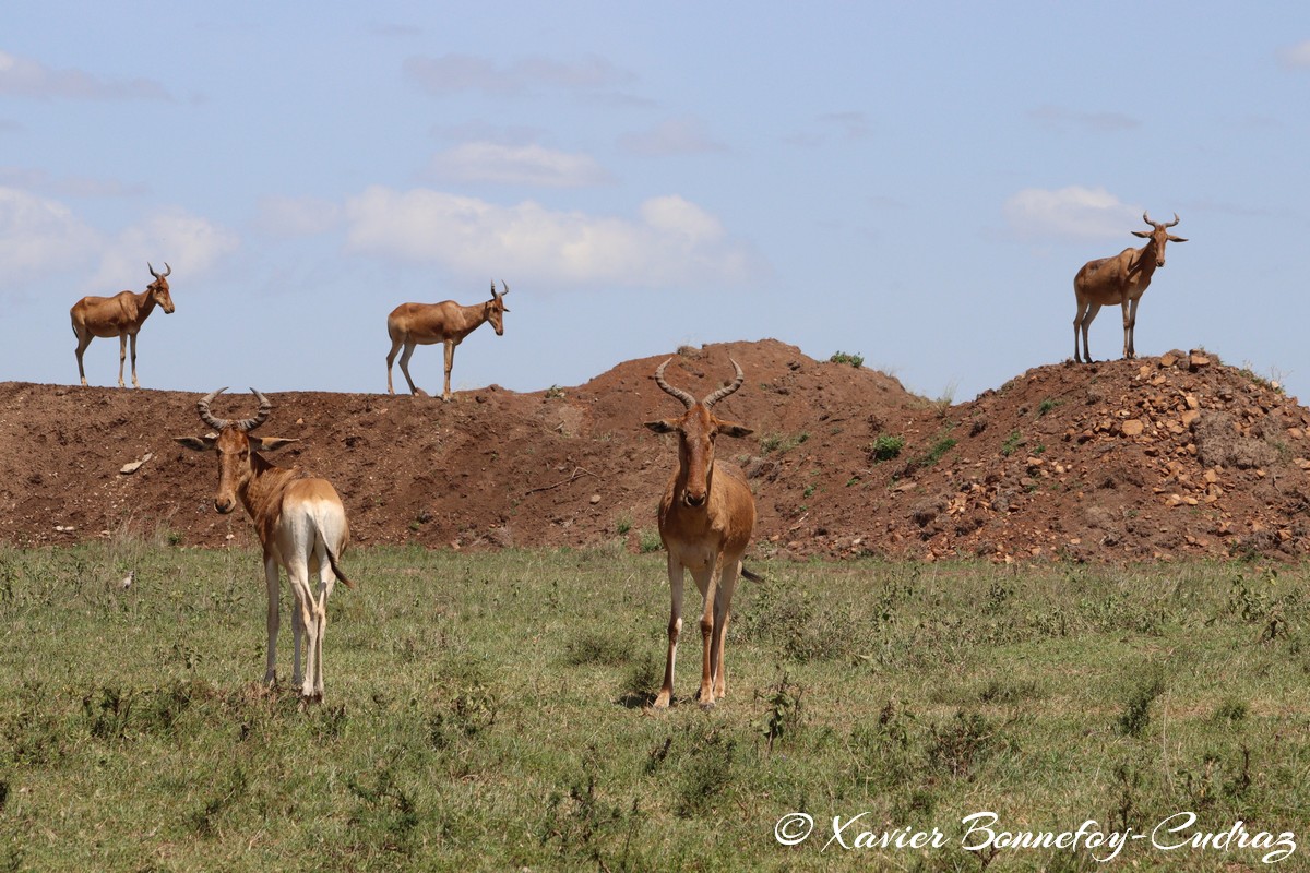 Nairobi National Park - Coke’s hartebeest
Mots-clés: geo:lat=-1.37227372 geo:lon=36.88065073 geotagged KEN Kenya Kenya Re Nairobi Area Nairobi National Park animals Coke’s hartebeest