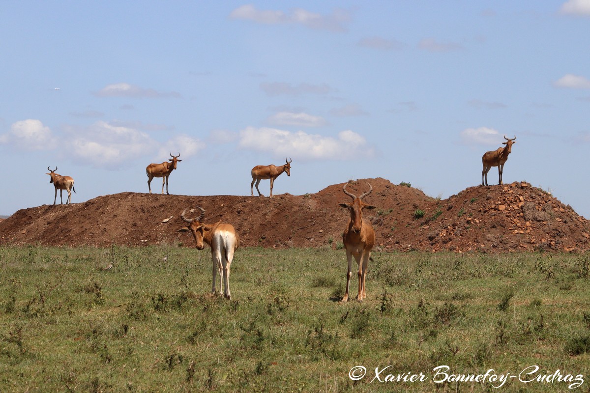 Nairobi National Park - Coke’s hartebeest
Mots-clés: geo:lat=-1.37227372 geo:lon=36.88065073 geotagged KEN Kenya Kenya Re Nairobi Area Nairobi National Park animals Coke’s hartebeest