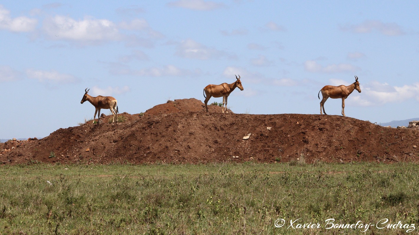 Nairobi National Park - Coke’s hartebeest
Mots-clés: geo:lat=-1.37227372 geo:lon=36.88065073 geotagged KEN Kenya Kenya Re Nairobi Area Nairobi National Park animals Coke’s hartebeest