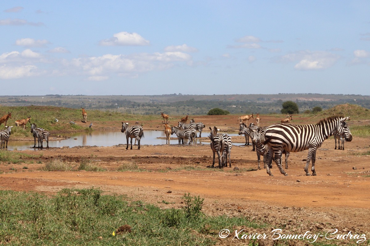 Nairobi National Park - Grant’s zebra and Coke’s hartebeest
Mots-clés: geo:lat=-1.37227372 geo:lon=36.88065073 geotagged KEN Kenya Kenya Re Nairobi Area Nairobi National Park animals Grant’s zebra zebre Coke’s hartebeest