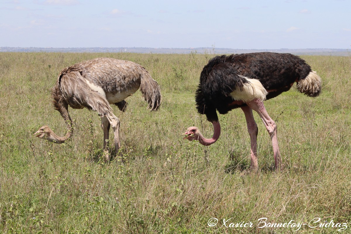 Nairobi National Park - Ostrich
Mots-clés: geo:lat=-1.35972455 geo:lon=36.85381791 geotagged KEN Kenya Nairobi Area Real Nairobi National Park animals Autruche Ostrich oiseau