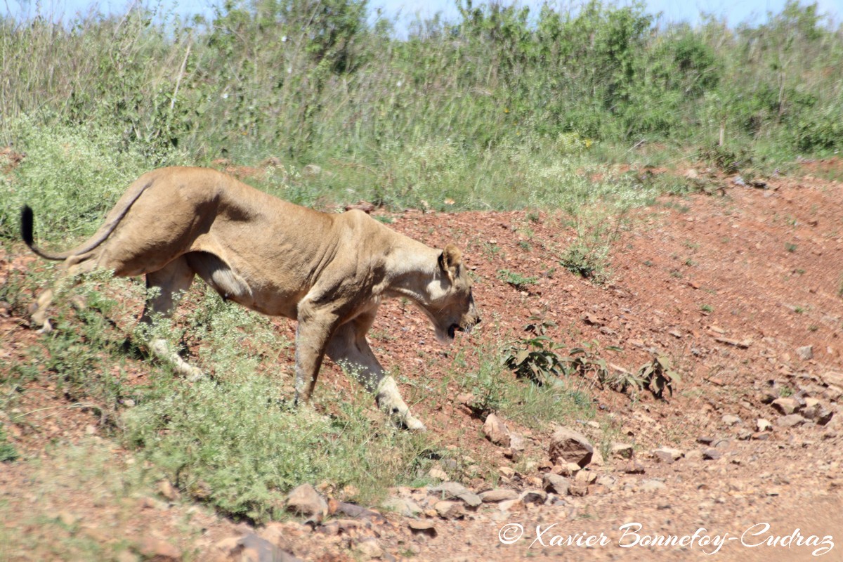 Nairobi National Park - Lioness
Mots-clés: geo:lat=-1.36043798 geo:lon=36.80731339 geotagged KEN Kenya Nairobi Area Nairobi National Park animals Lion