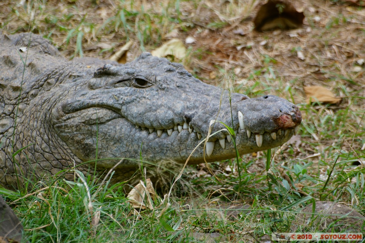 Nairobi Safari Walk - Crocodile
Mots-clés: Bomas of Kenya KEN Kenya Nairobi Area Nairobi Safari Walk animals crocodile