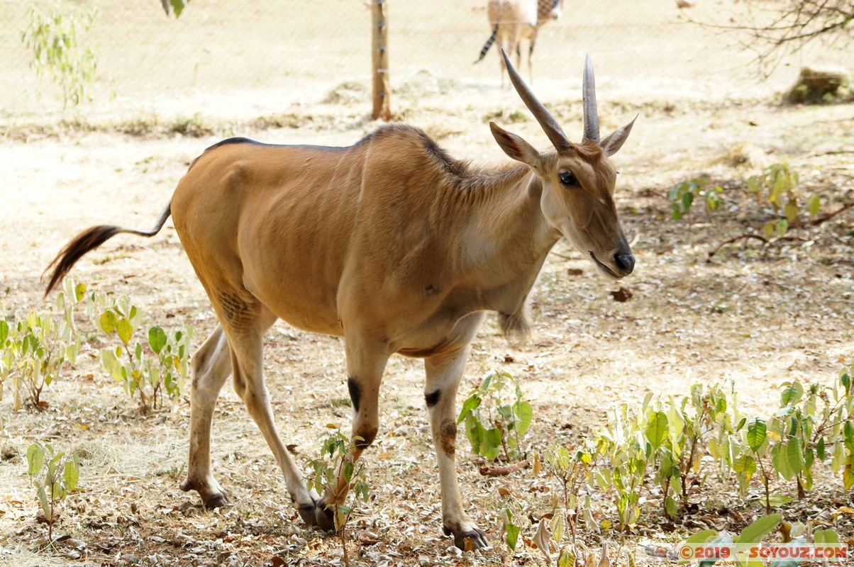 Nairobi Safari Walk - Common eland
Mots-clés: Bomas of Kenya KEN Kenya Nairobi Area Nairobi Safari Walk animals Eland