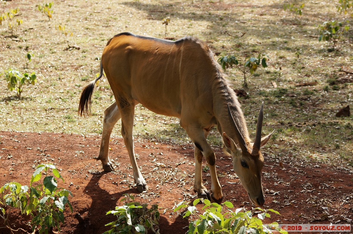 Nairobi Safari Walk - Common eland
Mots-clés: Bomas of Kenya KEN Kenya Nairobi Area Nairobi Safari Walk animals Eland