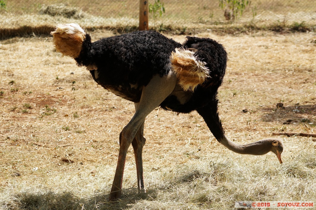 Nairobi Safari Walk - Ostrich
Mots-clés: Bomas of Kenya KEN Kenya Nairobi Area Nairobi Safari Walk animals oiseau Autruche