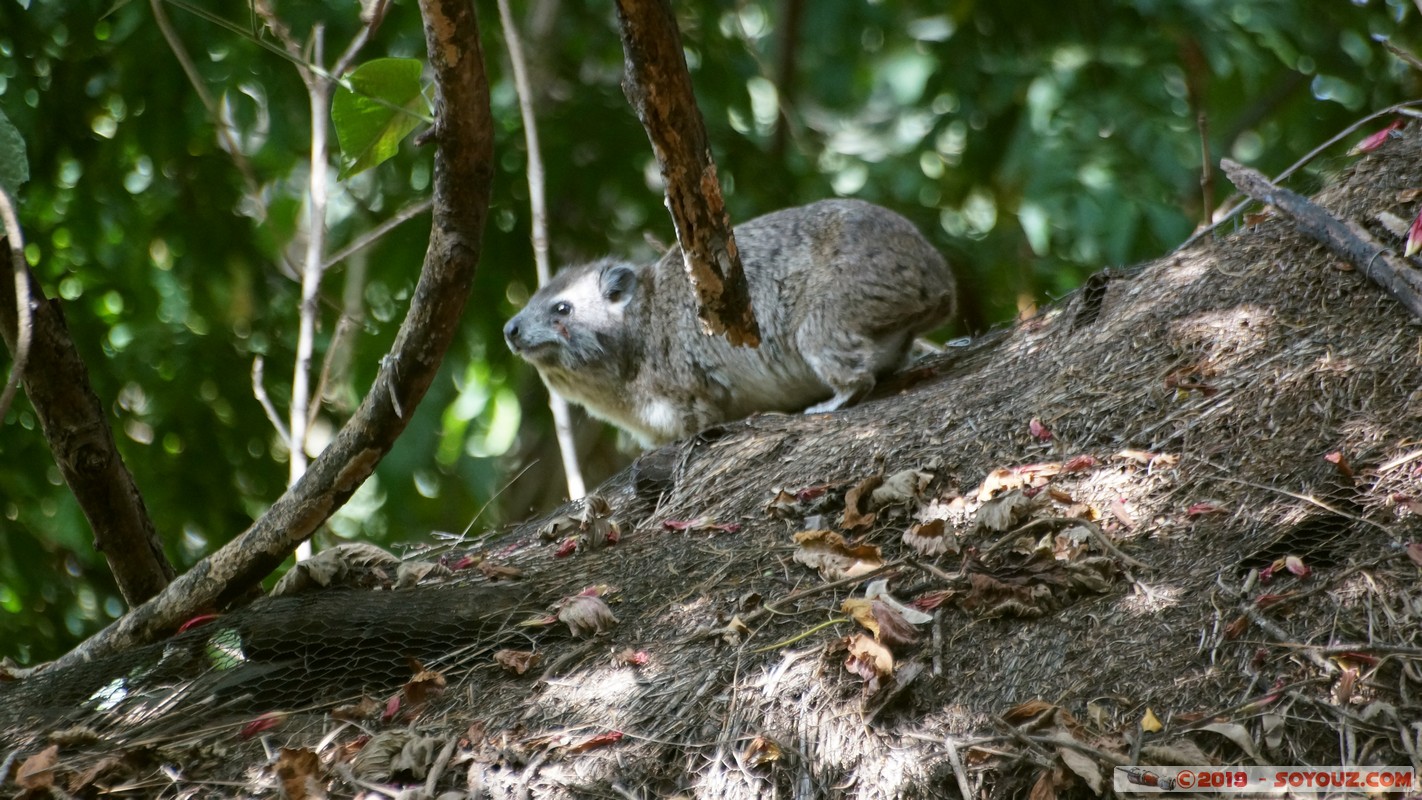 Nairobi Safari Walk - Rock hyrax
Mots-clés: Bomas of Kenya KEN Kenya Nairobi Area Nairobi Safari Walk animals Daman du Cap Rock hyrax