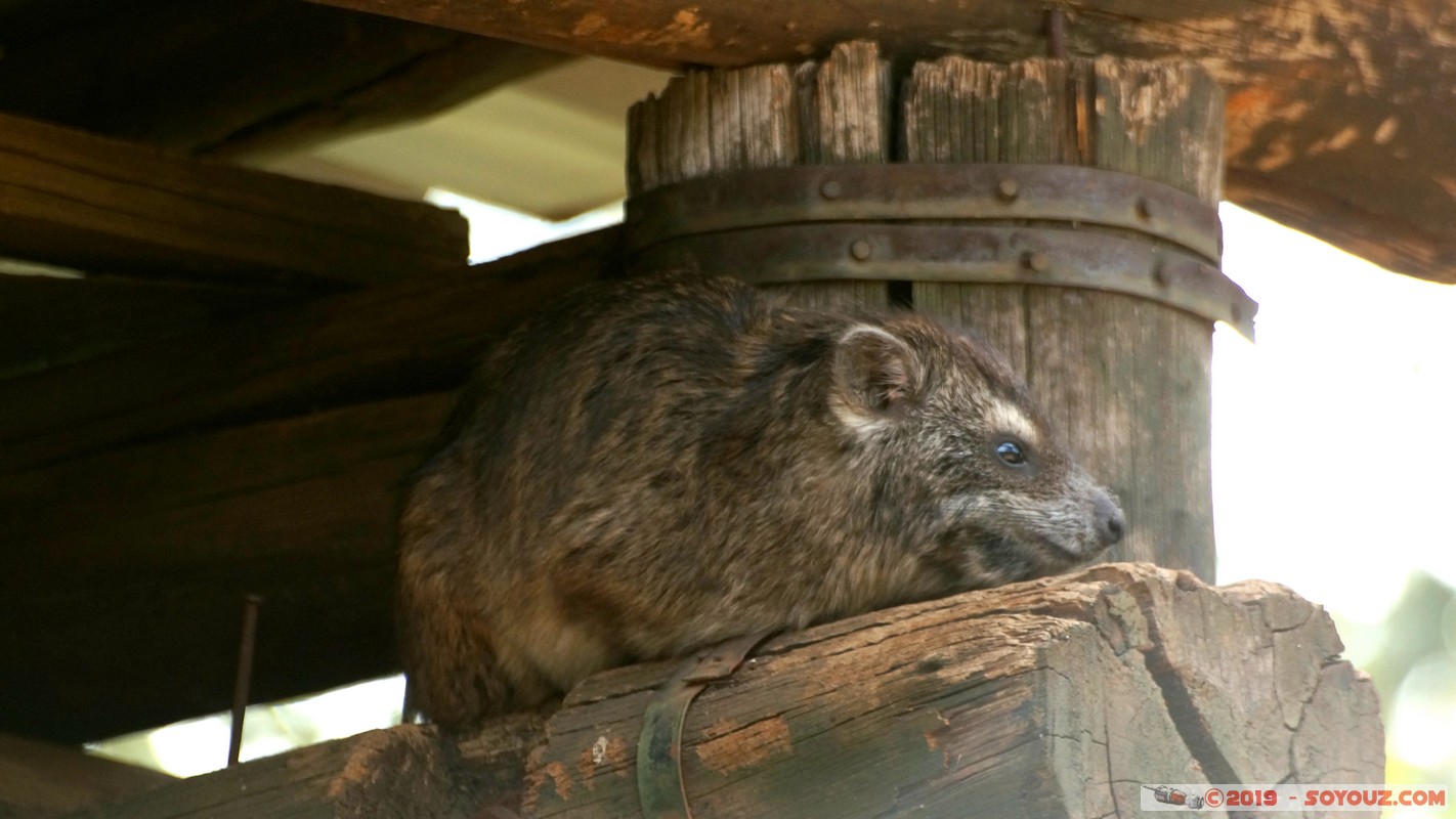 Nairobi Safari Walk - Rock hyrax
Mots-clés: Bomas of Kenya KEN Kenya Nairobi Area Nairobi Safari Walk animals Daman du Cap Rock hyrax