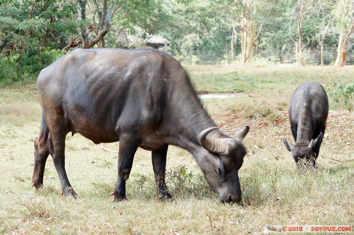 Nairobi Safari Walk - Buffalo
Mots-clés: Bomas of Kenya KEN Kenya Nairobi Area Nairobi Safari Walk animals Buffle