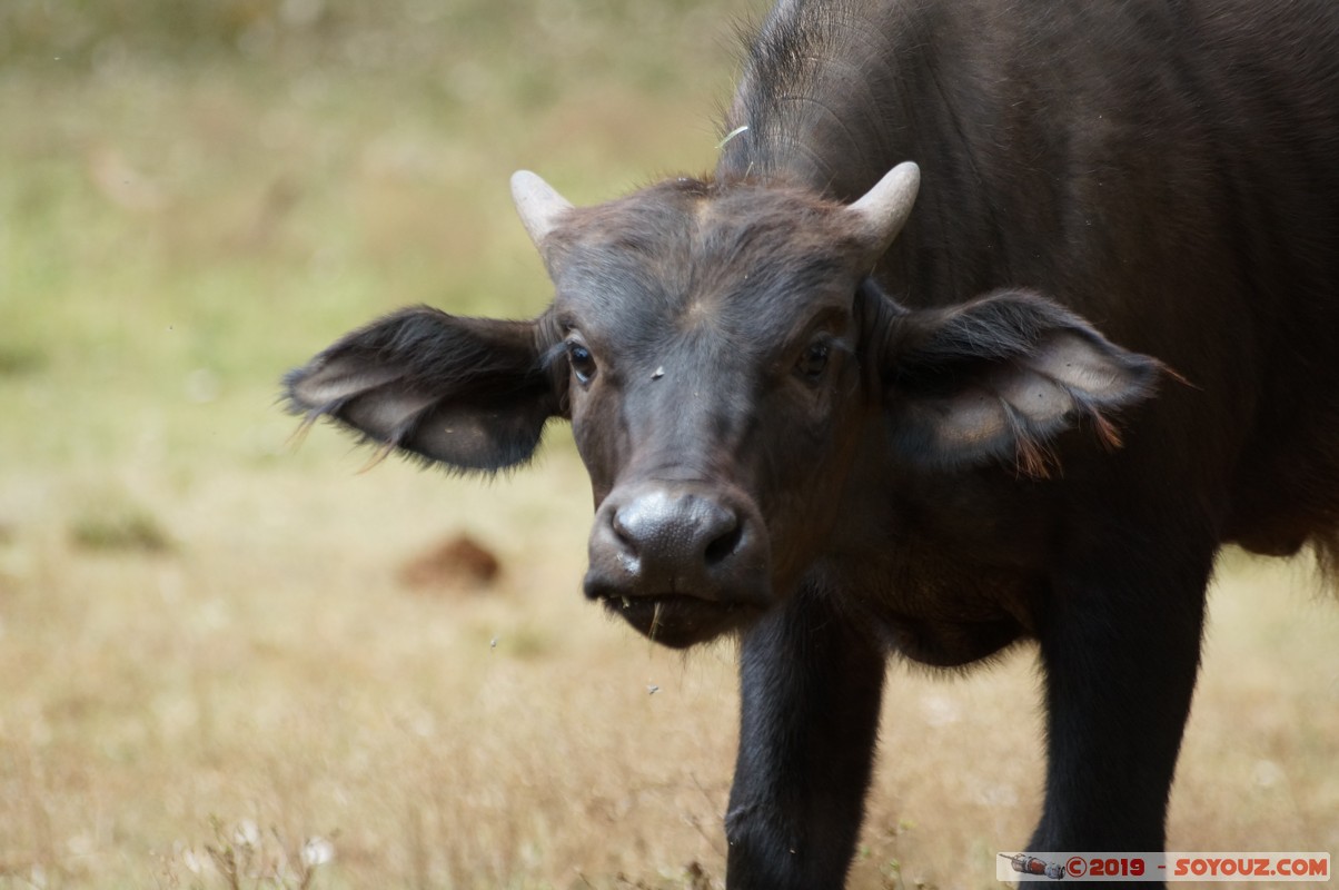 Nairobi Safari Walk - Buffalo
Mots-clés: Bomas of Kenya KEN Kenya Nairobi Area Nairobi Safari Walk animals Buffle