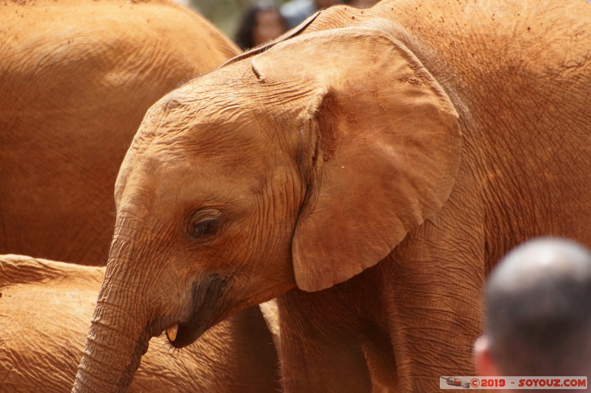 Nairobi - Sheldrick Elephant Orphanage
Mots-clés: KEN Kenya Mbagathi Nairobi Area Sheldrick Elephant & Rhino Orphanage animals Elephant