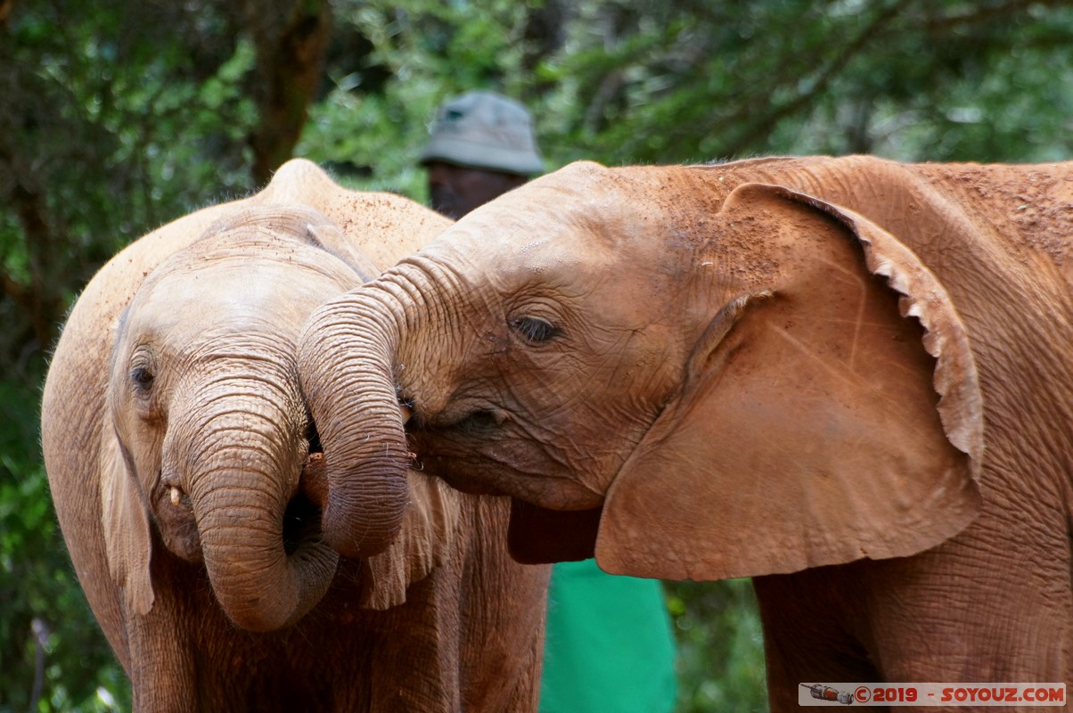 Nairobi - Sheldrick Elephant Orphanage
Mots-clés: KEN Kenya Mbagathi Nairobi Area Sheldrick Elephant & Rhino Orphanage animals Elephant