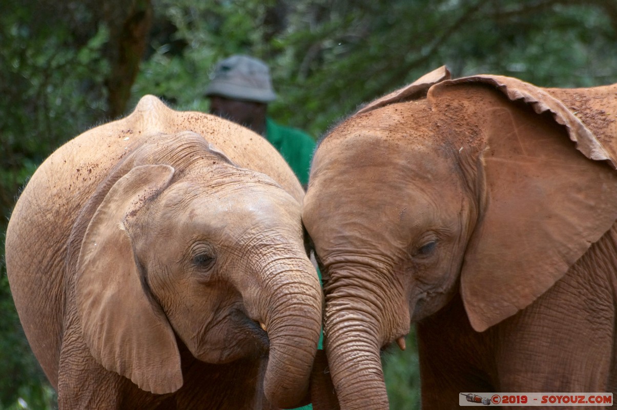 Nairobi - Sheldrick Elephant Orphanage
Mots-clés: KEN Kenya Mbagathi Nairobi Area Sheldrick Elephant & Rhino Orphanage animals Elephant