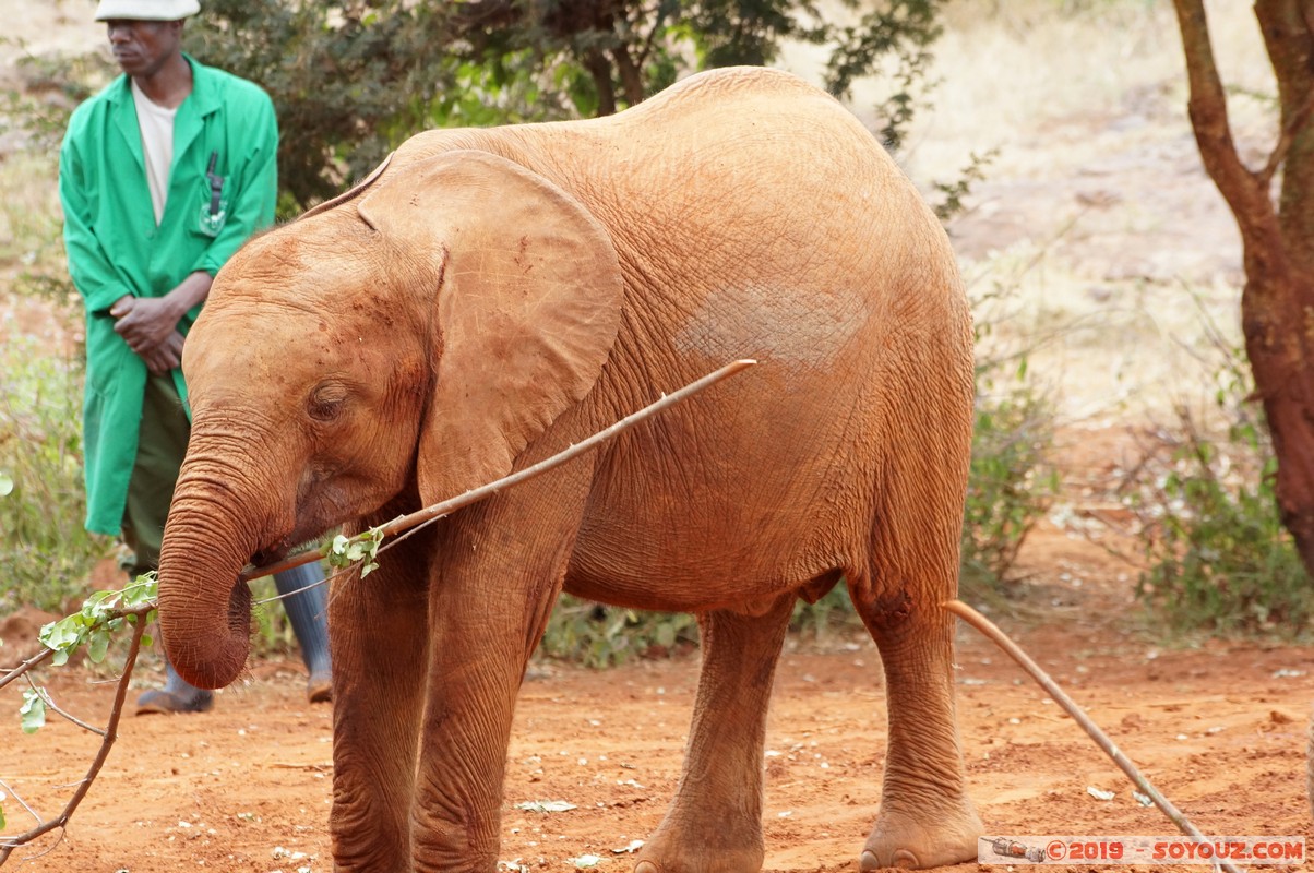 Nairobi - Sheldrick Elephant Orphanage
Mots-clés: KEN Kenya Mbagathi Nairobi Area Sheldrick Elephant & Rhino Orphanage animals Elephant