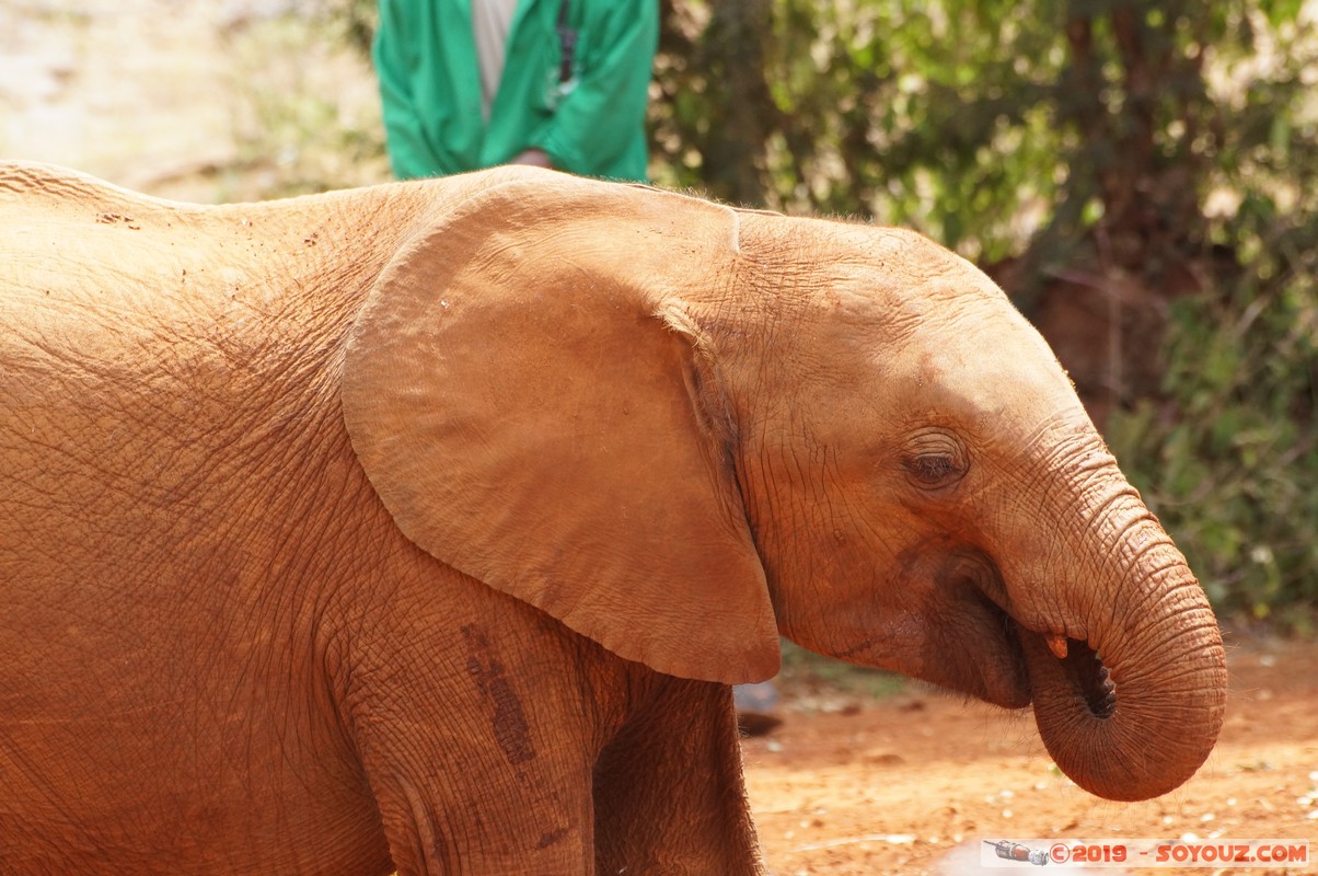 Nairobi - Sheldrick Elephant Orphanage
Mots-clés: KEN Kenya Mbagathi Nairobi Area Sheldrick Elephant & Rhino Orphanage animals Elephant