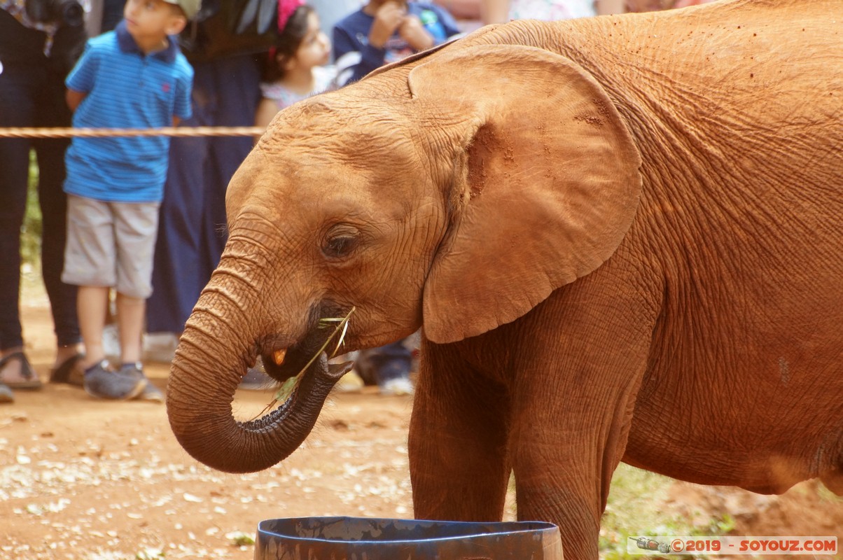 Nairobi - Sheldrick Elephant Orphanage
Mots-clés: KEN Kenya Mbagathi Nairobi Area Sheldrick Elephant & Rhino Orphanage animals Elephant