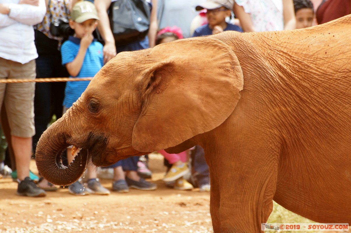 Nairobi - Sheldrick Elephant Orphanage
Mots-clés: KEN Kenya Mbagathi Nairobi Area Sheldrick Elephant & Rhino Orphanage animals Elephant