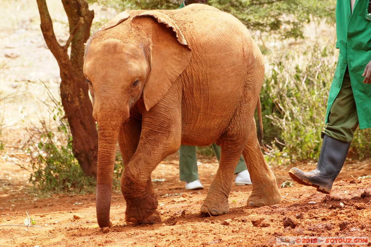 Nairobi - Sheldrick Elephant Orphanage
Mots-clés: KEN Kenya Mbagathi Nairobi Area Sheldrick Elephant & Rhino Orphanage animals Elephant