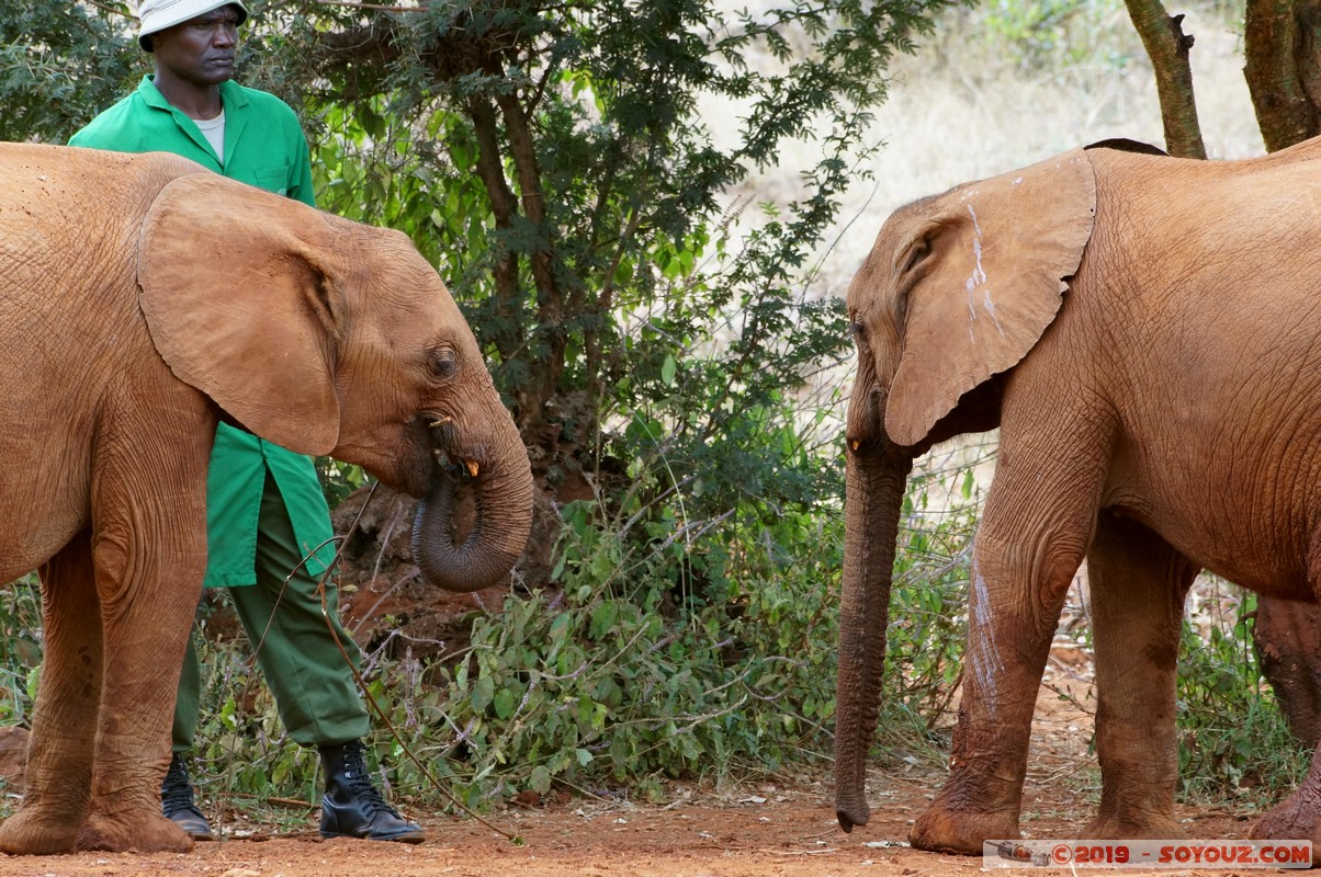 Nairobi - Sheldrick Elephant Orphanage
Mots-clés: KEN Kenya Mbagathi Nairobi Area Sheldrick Elephant & Rhino Orphanage animals Elephant