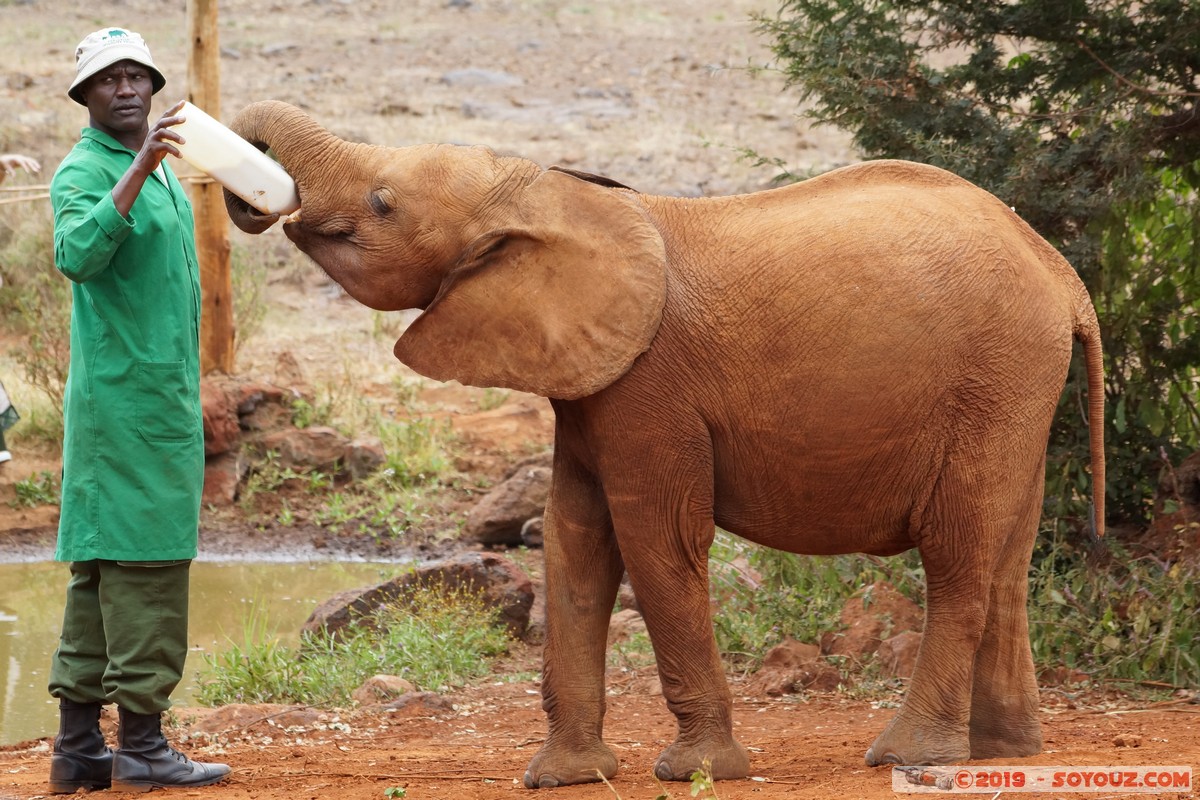 Nairobi - Sheldrick Elephant Orphanage
Mots-clés: KEN Kenya Mbagathi Nairobi Area Sheldrick Elephant & Rhino Orphanage animals Elephant