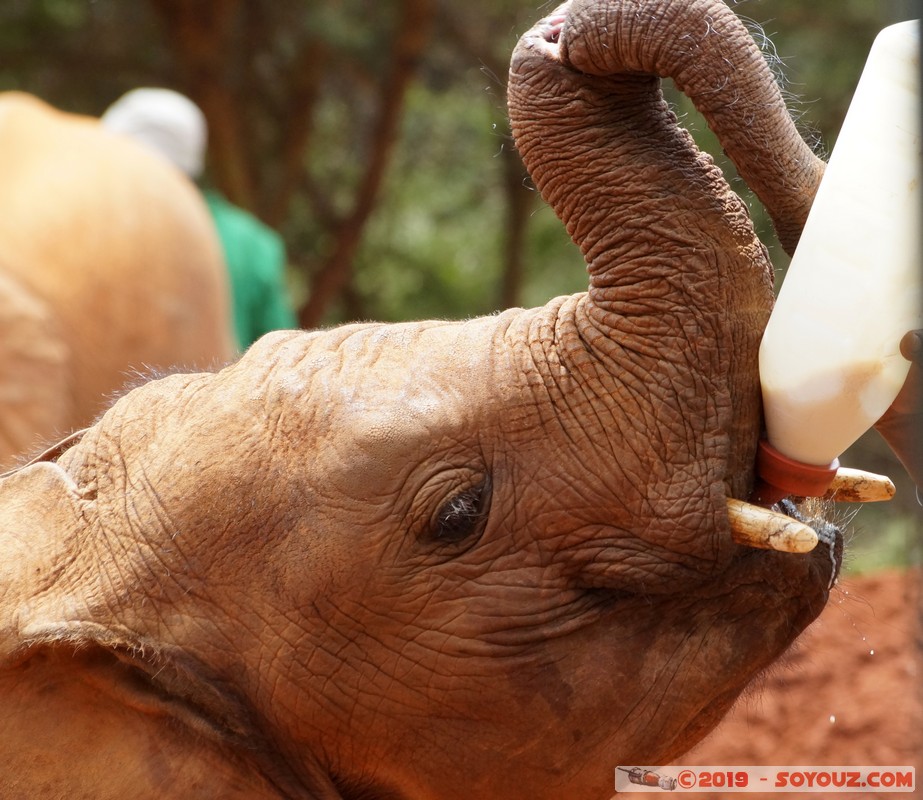 Nairobi - Sheldrick Elephant Orphanage
Mots-clés: KEN Kenya Mbagathi Nairobi Area Sheldrick Elephant & Rhino Orphanage animals Elephant