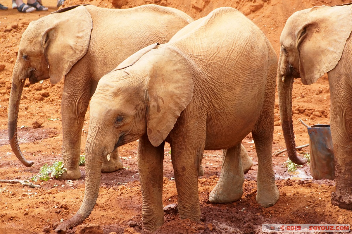 Nairobi - Sheldrick Elephant Orphanage
Mots-clés: KEN Kenya Mbagathi Nairobi Area Sheldrick Elephant & Rhino Orphanage animals Elephant